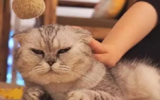 猫咪为什么挠人耳朵