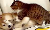为什么狗和猫咪打架那么厉害