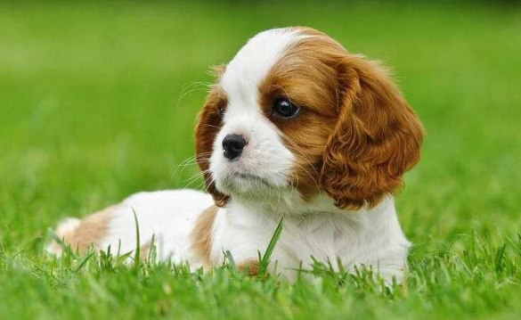 查理士王小猎犬价格