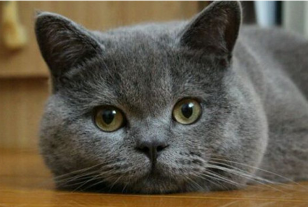 猫咪的眼睛晚上发光的原因 猫咪的眼睛晚上发光的原因