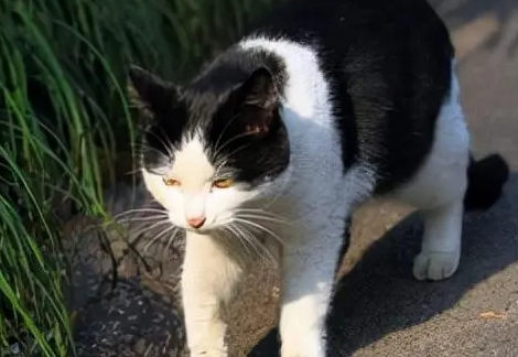 猫咪为什么离家出行不叫了