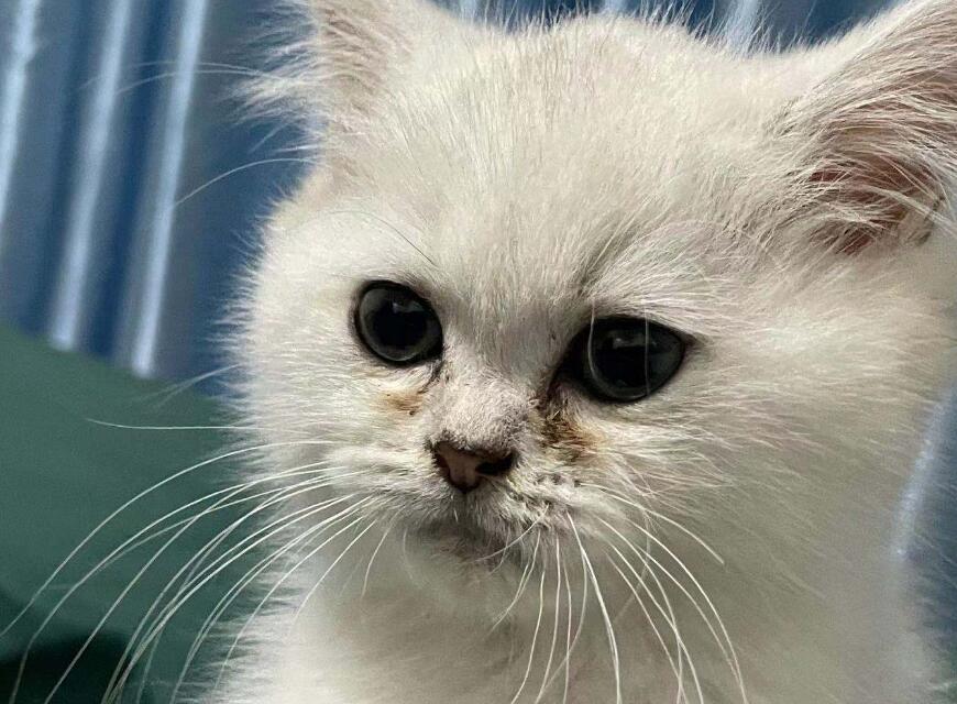 猫咪泪痕用什么擦掉 猫咪泪痕用什么擦掉