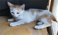 小猫生下来尾巴弯折的