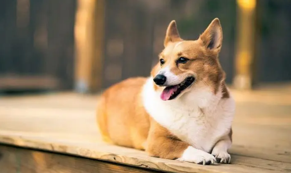 犬瘟热要死前的征兆