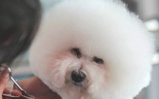 在比熊狗之前，你应该知道这些事情，以免抱怨！