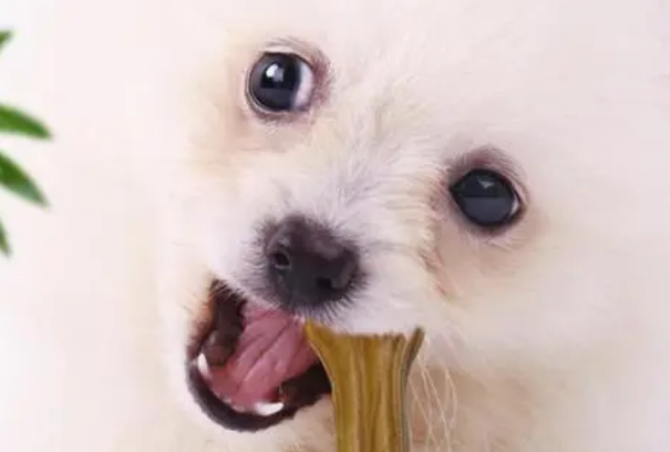 狗狗为什么不啃磨牙棒