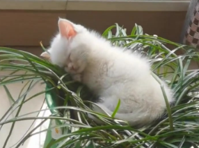 猫咪为什么爱找花盆睡觉
