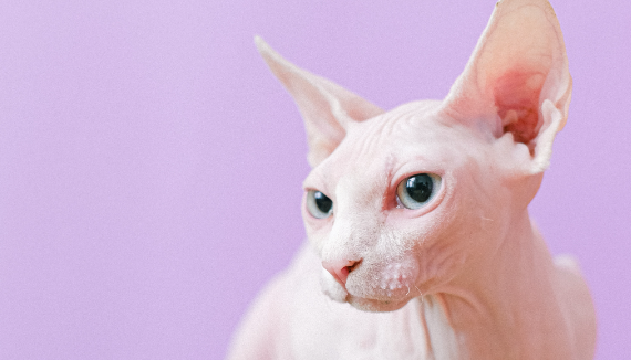 猫咪打喷嚏是什么原因呢？原因有这些......