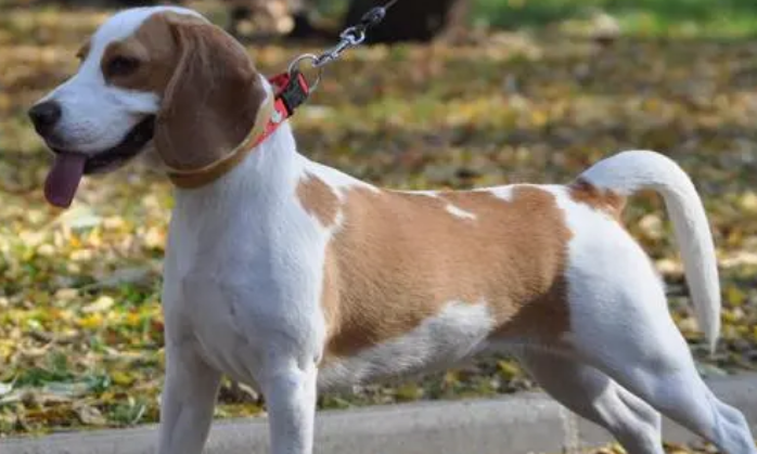 比格犬为什么不建议养 比格犬为什么不建议养