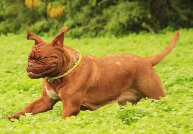 波尔多犬怎么剪指甲，饲主来看看吧