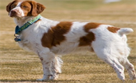 布列塔尼犬拉稀怎么办?这些方法要记牢