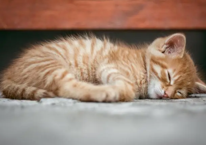 小猫会吃自己的孩子吗 小猫会吃自己的孩子吗