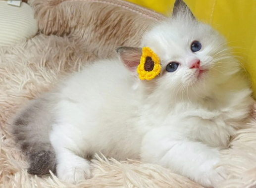 布偶猫不舒服的表现 布偶猫不舒服的表现