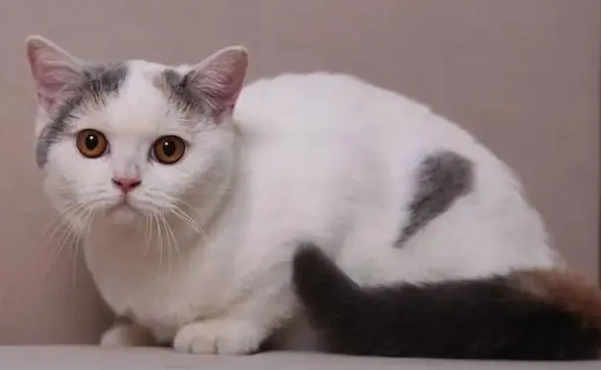 宠物猫比家猫聪明吗为什么