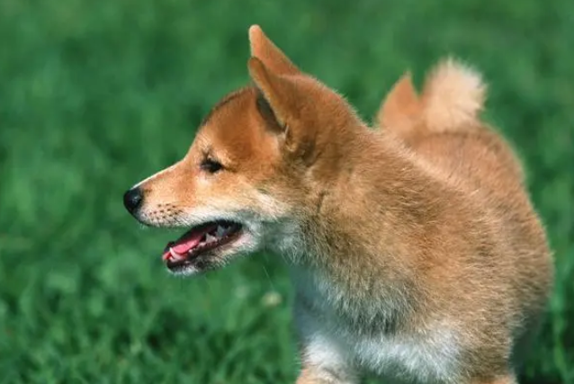 狗狗为什么会跟着出门转圈圈呢