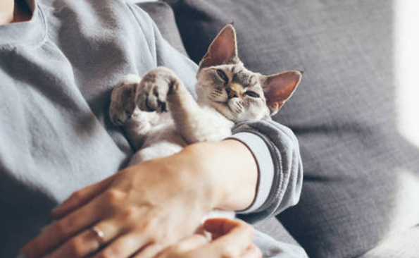 猫咪为什么要叫猫奴呢 猫咪为什么要叫猫奴呢