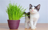 猫咪为什么老爱抓植物呢