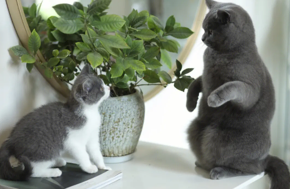 俄罗斯蓝猫没奶怎么办 俄罗斯蓝猫产后催乳的有效办法 俄罗斯蓝猫没奶怎么办 俄罗斯蓝猫产后催乳的有效办法