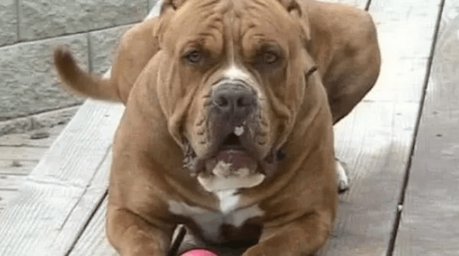 全球三大禁养犬，可以单杀虎！