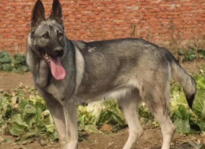 狼青犬200钱一只 幼犬图片