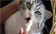 猫咪贫血为什么不吃饭了呢