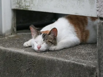 给流浪猫喂什么好？带你们来瞧瞧！