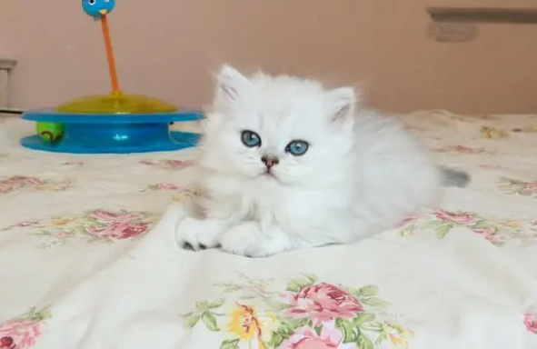 银点小奶猫图片