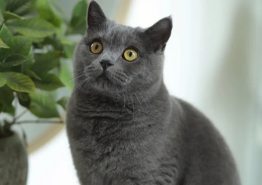 第一次养蓝猫注意事项,我来告诉你! 第一次养蓝猫注意事项,我来告诉你!