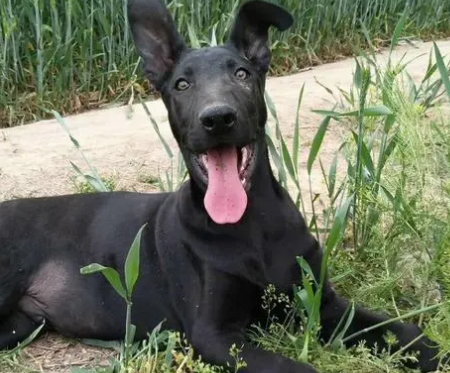 黑狼犬幼犬挑选怎么挑?挑选方法是? 黑狼犬幼犬挑选怎么挑?挑选方法是?