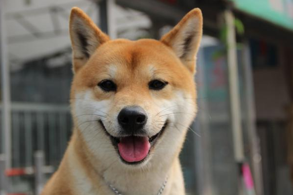 狗狗脱水多久能调理过来
