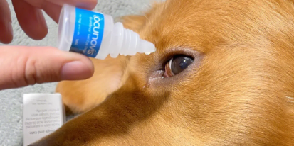 狗狗滴眼液哪个牌子好