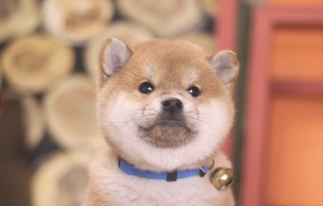 柴犬挑选规范,新手必读! 柴犬挑选规范,新手必读!
