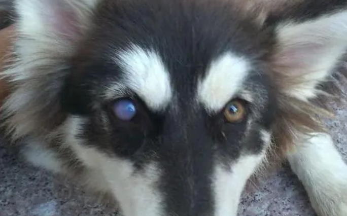 狗狗眼睛像蒙了白色 狗狗眼睛像蒙了白色