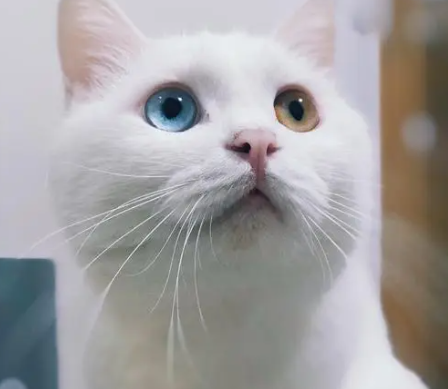 白色猫异瞳贵么多少钱一只