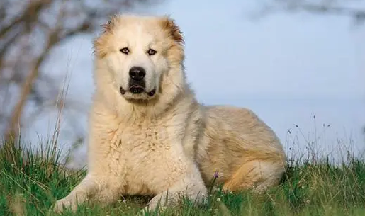 中亚牧羊犬捡东西怎么训练？一起了解一下吧。