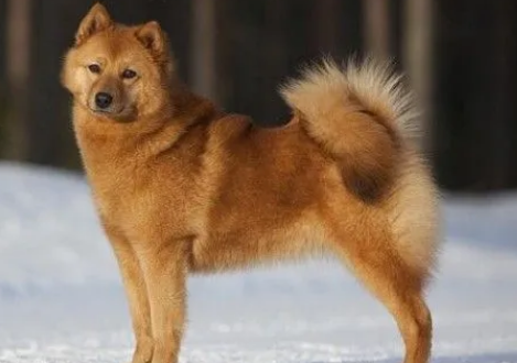 芬兰狐狸犬性格怎样？适合养吗？