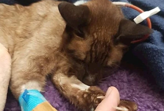 猫咪伤到内脏的表现