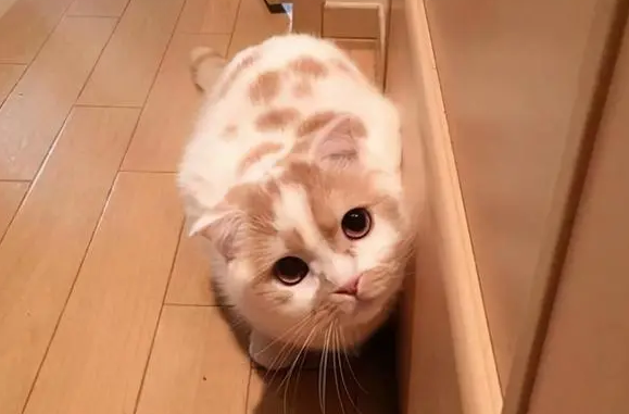 猫可以提前多久预测地震