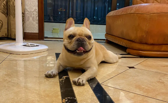 法兰西斗牛犬凶不凶图片