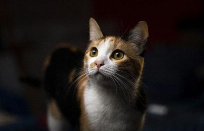 高品质猫罐头推荐,格吾安是不是你家猫咪的“菜”? 高品质猫罐头推荐,格吾安是不是你家猫咪的“菜”?