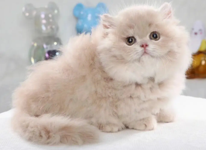 拿破仑猫矮脚猫多少钱一只