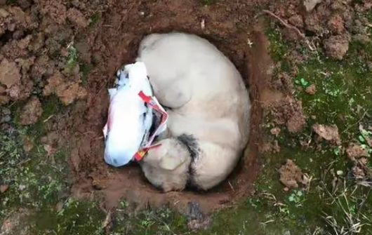 狗狗死了为什么要埋在土里呢