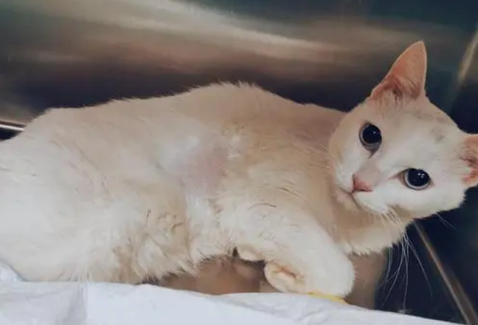 猫咪呼吸肚子起伏明显