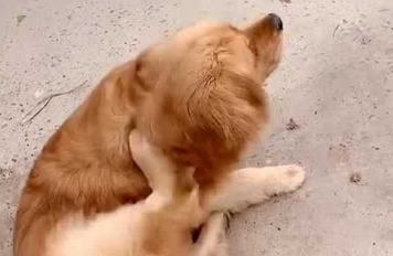 为什么狗一直挠痒痒怎么办 为什么狗一直挠痒痒怎么办