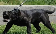 被公安部禁养的48种大型犬