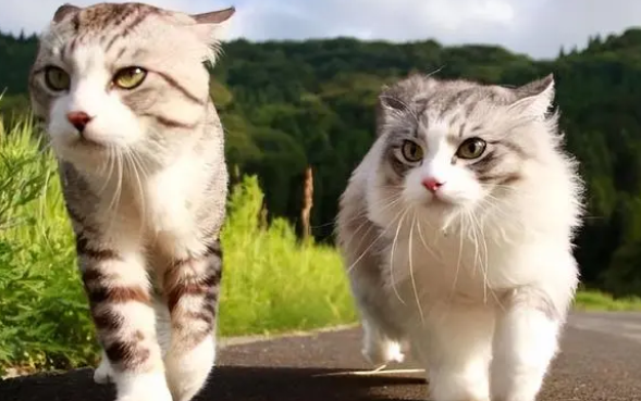 猫绝育的优点和缺点