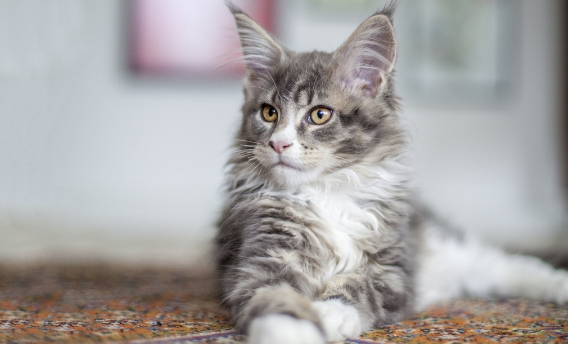 猫不喜欢主人的表现 猫不喜欢主人的表现