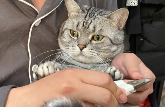 猫被剪到血线会有多疼