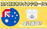澳大利亚牧羊犬多少钱一只？见过这个犬种吗