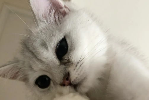 猫咪眼睛为什么不流泪了呢